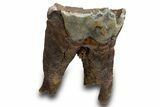 Fossil Woolly Rhino (Coelodonta) Partial Tooth - Siberia #316645-1